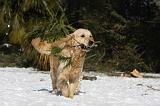 GOLDEN RETRIEVER 801
